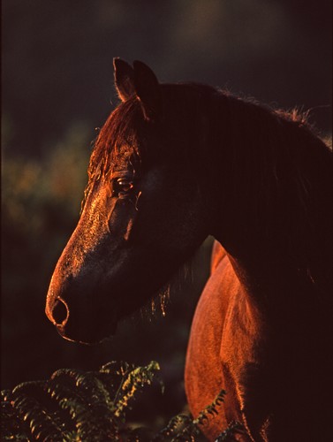 New Forest Ponies : Sun-lit New Forest Pony