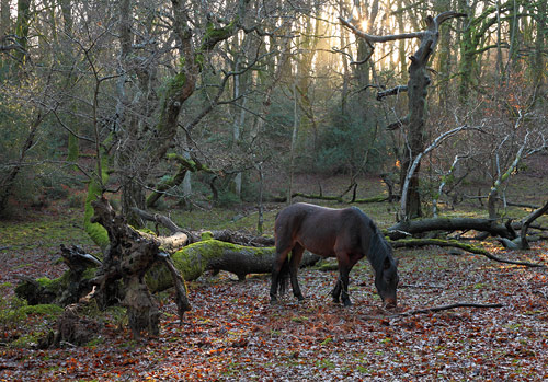 New Forest Ponies : Pony in Tantany Wood
