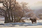 New Forest Pony and Alder Tree image ref 270