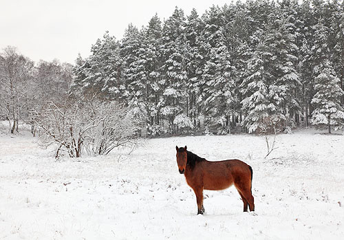 New Forest Ponies : Pony in the Snow at Vinney Ridge