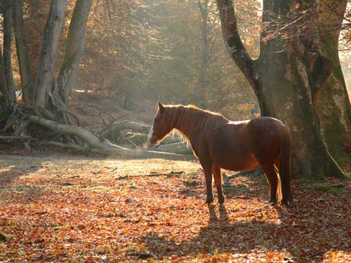 New Forest Ponies : New Forest Pony in Autumn Woodland