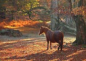 New Forest Pony in Mark Ash Wood in Autumn
image ref 291