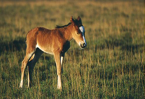New Forest Ponies : Sleeping Foal