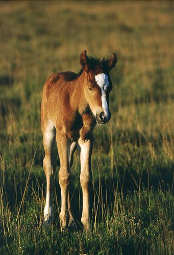 New Forest image: Sleeping New Forest pony foal