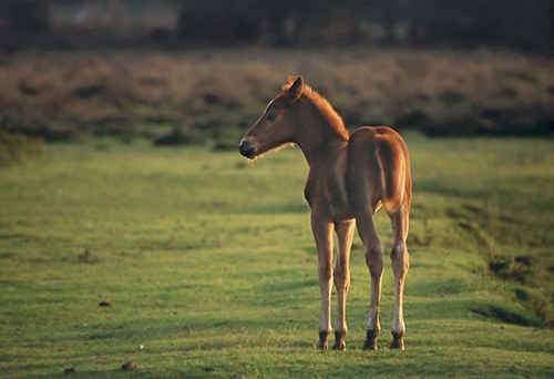 New Forest Ponies : New Forest Pony Foal in evening light