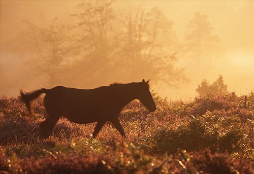 New Forest Ponies : New Forest Pony walking across the heathland