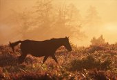 New Forest Pony walking across the heathland image ref 179