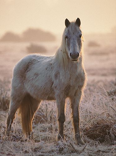 New Forest Ponies : White Pony in the New Forest in Winter