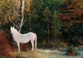 Pony near Rhinefield image ref 423