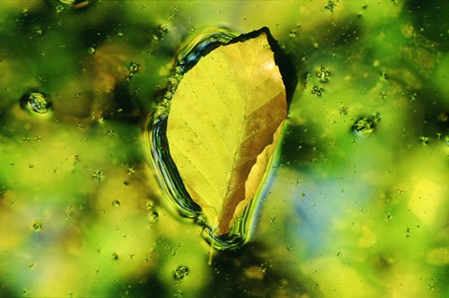 Nature in the New Forest : Floating Beech Leaf